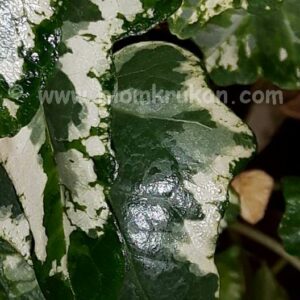 Murgröna med brokiga blad – stickling