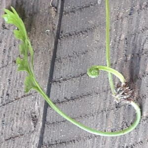 Groddbräken Ormbunketyp – Asplenium bulbiferum svartbräkenväxter