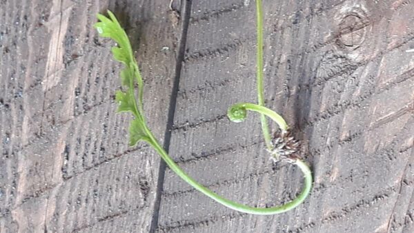 Groddbräken Ormbunketyp - Asplenium bulbiferum svartbräkenväxter