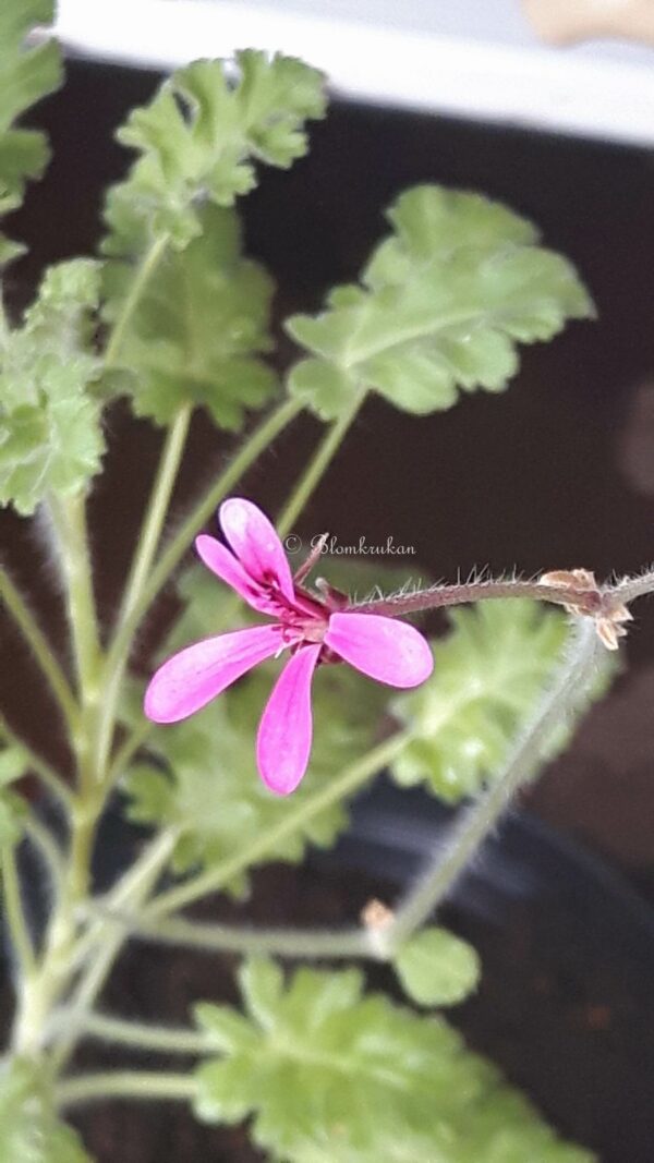 P. ionidiflorum Vildpelargon - OROTAD topp el stamstickling - Bild 3