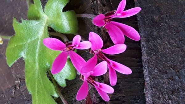 P. ionidiflorum Vildpelargon - OROTAD topp el stamstickling - Bild 4