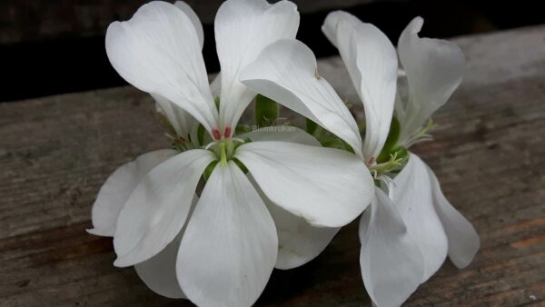 Pelargongaragets Kalle OROTAD