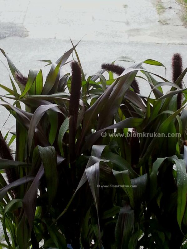 Pärlhirs Pennisetum Purple Majesty Frö - äldre frö  -  5frö