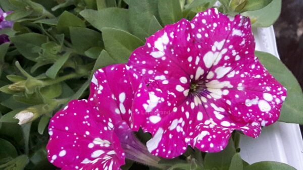 Petunia häng MIXADE färger (surfiniatyp) - äldre frö 5frö - Bild 6