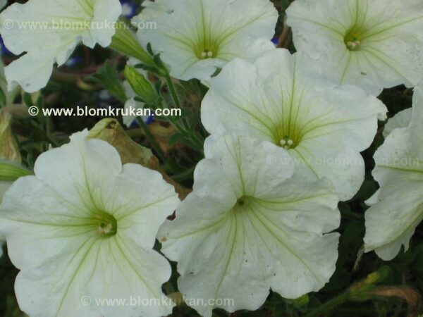 Petunia häng VIT m lime i svalget - frö  - äldre frö 5frö