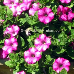 Petunia häng RASBERRY BLAST frö  – äldre frö 5frö