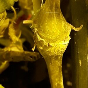 P. gibbosum Vildpelargon med gula blommor OROTAD – stamstickling el topp
