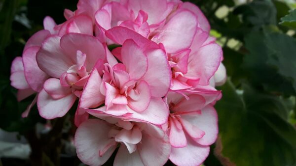 Picotee Pink Årets pelargon 2018 - OROTAD topp el stamstickling - Bild 3