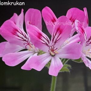 Pink Capitatum Doftpelargon – OROTAD