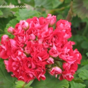 Pink Rosebud – Rosenknopp ROTAD