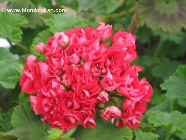 Pink Rosebud - Rosenknopp ROTAD