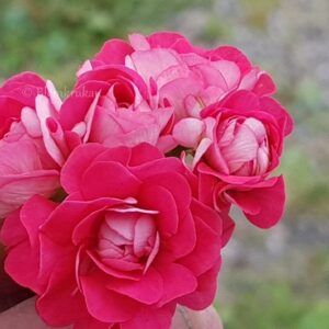 Pink Rosebud – Rosenknopp OROTAD