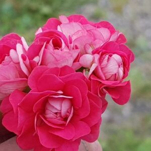 Pink Rosebud Rosenknopp – OROTAD