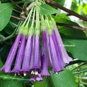 Violbuske – Pipviolbuske – Iochroma cyaneum – Orotad topp el stam