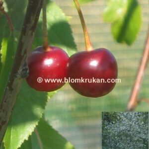 Körsbär Skuggmorell  Prunus cerasus ‘Morel’ OROTAD