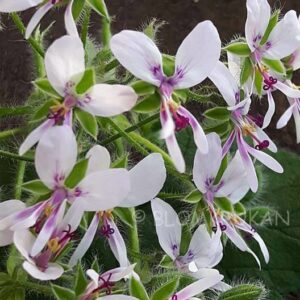 P. tomentosum – Pepparmint Planta
