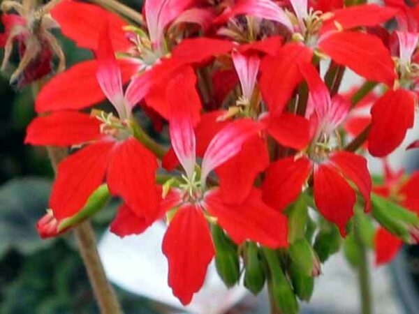 Red Glitter Stjärnpelargon - OROTAD topp el stamstickling