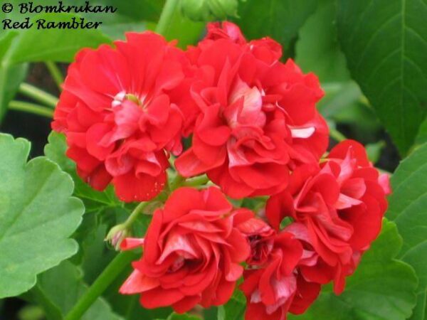 Red Rambler - Rosenknopp - ROTAD  - Gammal sort!