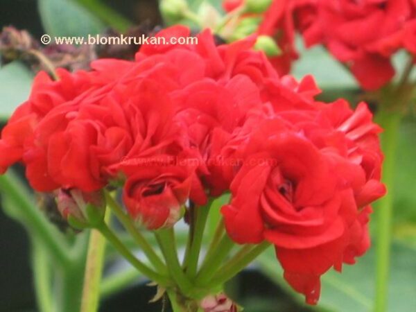Red Rambler - Rosenknopp - ROTAD  - Gammal sort! - Bild 3