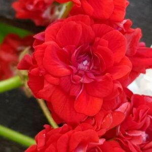 Red Rosebud – OROTAD stamstickling