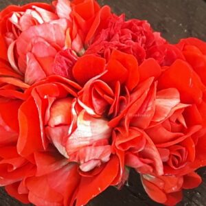Red Rosebud Mini Röd rosenknopp – OROTAD