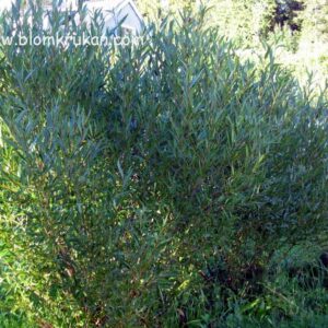 Klotpil – BOLLPIL SALIX rotad