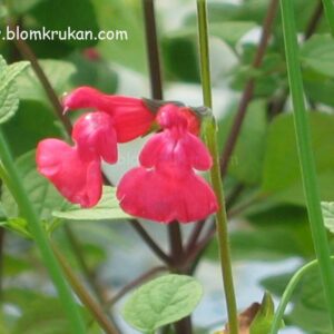 Svartvinbärs Salvia Salvia microphylla – Orotad stickling