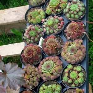 Taklök  Sempervivum frö – äldre frö nypa frön