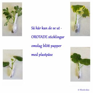 Orotade sticklingar – Info