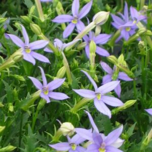 Stjärnlobelia Blue Star doftar frö  – äldre frö 5frö