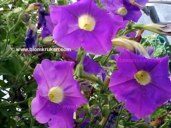 Petunia häng Surfinatyp LILA frö - äldre frö 5frö