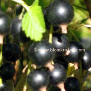 Svartvinbär ‘Öjebyn’ Ribes nigrum – OROTAD ca 20 cm