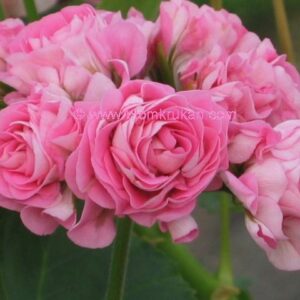 Australian Pink Rambler Rosenknopp -Swanland Pink APR Rotad