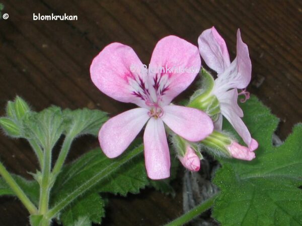 Sweet Mimosa Till Pelargonkakan - OROTAD topp el stamstickling - Bild 4
