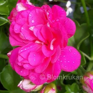Sybil Holmes stora rosenknoppsblommor i rosa/cerice nyans. Hängpelargon OROTAD