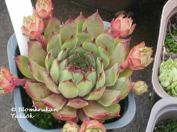 Taklök  Sempervivum frö - äldre frö nypa frön - Bild 3