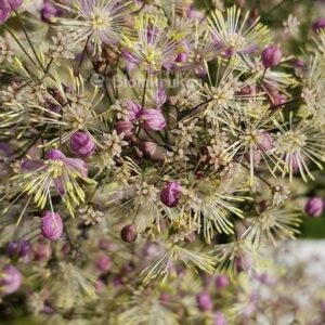 AklejrutAklejruta ‘ELIN’ Thalictrum Höjd 250 cm – FRÖ 10 st Nya år 22