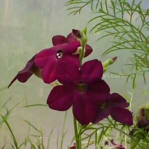 Blomstertobak Perfume Deep purple Doftar – frö – äldre frö nypa frön