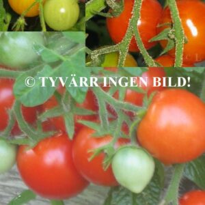 Tomat Marmandino One Bifftomat – äldre frö 2frö