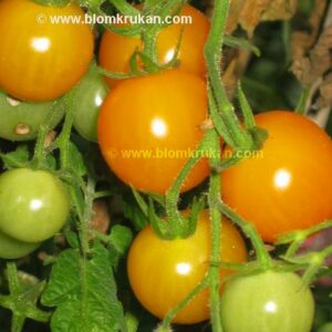 Tomat Gold Nugget – äldre frö 5frö