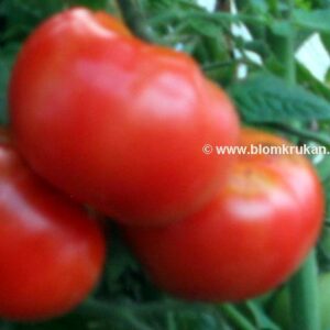 Tomat Siberian busk BRA TIDIG SORT! Norrlans toppensort!  – äldre frö 5frö