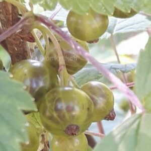 Vinbär Gröna Veera Ribes nigrum Zon 5 – FRÖ 10 st