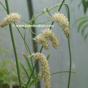 Pimpinell vit Sanguisorba tenuifolia ‘alba’ frö – äldre frö nypa frön