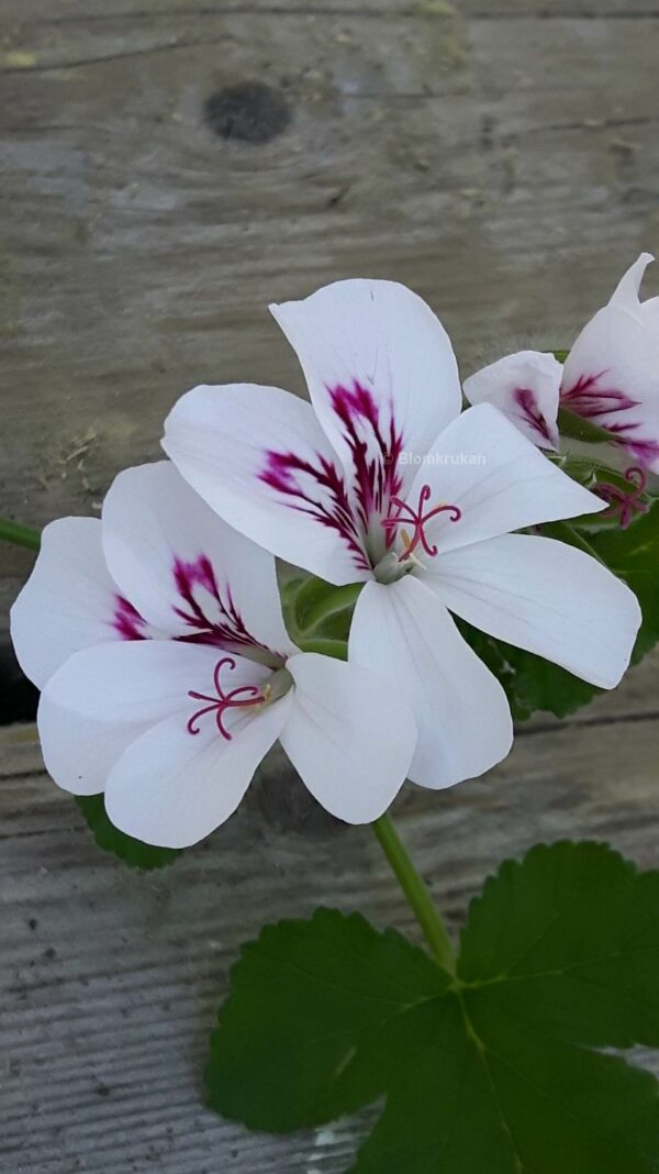 White Unique - vita enkla blommor - OROTAD topp el stamstickling - Bild 2