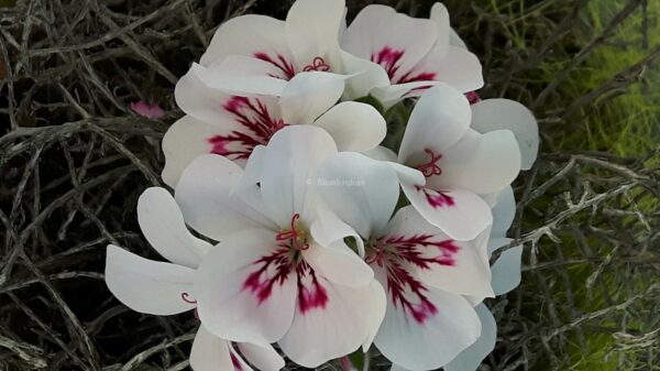 White Unique - vita enkla blommor - OROTAD topp el stamstickling - Bild 3