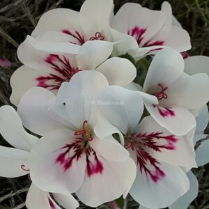 White Unique – vita enkla blommor OROTAD