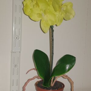 Orkidee – konstväxt