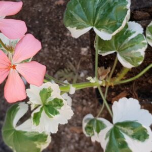 Blomkrukans Berit – Apricosa enkla blommor – Brokiga blad OROTAD Nydöpt till Berit