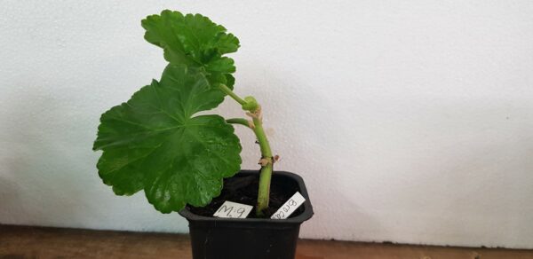Brocade Dubbla mörkrosa blommor ROTAD - Vi rotar upp sorter om ni önskar - tar ca 4-6 v - Bild 2