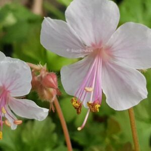 Liten Flocknäva ‘Biokovo’ Doftande bladverk